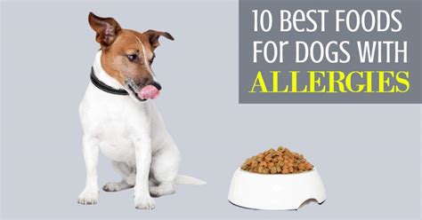 10 Best Foods For Dogs With Allergies Dog Endorsed