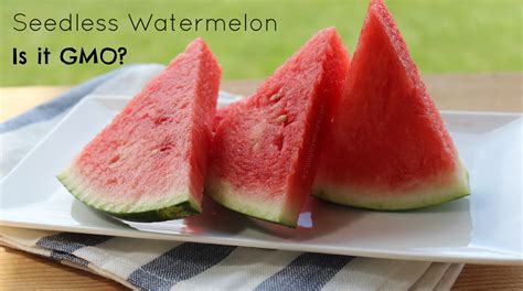 Is Seedless Watermelon Gmo