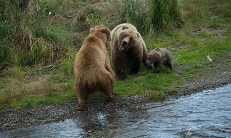 How high can a lion jump? How Fast Do Bears Run: Learn What To Do If You Encounter a ...