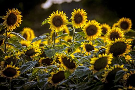 Summer Sunflowers Photograph By Tony Hood Fine Art America