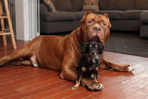 Subscribe to our youtube channel so you don't miss out. World's biggest pitbull Hulk has a new BFF in tiny ...