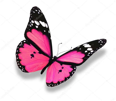 Pink Butterfly Isolated On White Stock Photo By ©suntiger 8870681