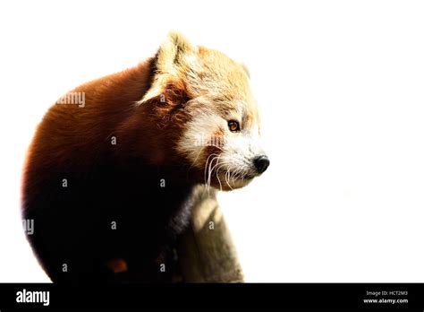 Red Panda Firefox Isolated On White Side View Stock Photo Alamy