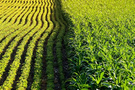 Largest Ever Study Reveals Environmental Impact Of Genetically Modified