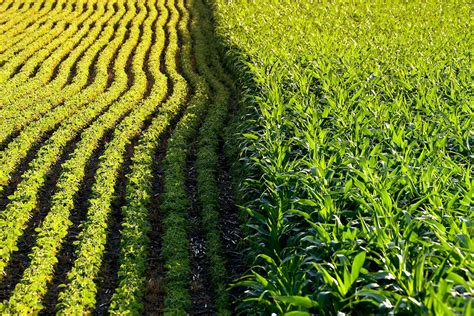 To help educate people about the many methods that are used to generate new traits in plants, biology fortified has created an infographic on six different crop modification techniques, with examples of crops generated with each method. Largest-ever study reveals environmental impact of ...