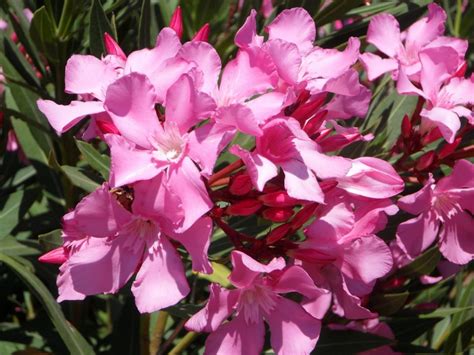 How To Prune Oleander For Gorgeous Blooms Garden Guide