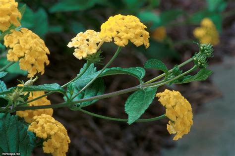 Check spelling or type a new query. Lantana Camara: Texas Lantana | HGTV
