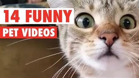14 Hilarious Pet Videos 2016 Youtube