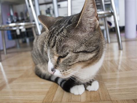 To help your cat eat, choose a. Appetite Stimulant Toxicosis in Cats - Veterinary Bytes