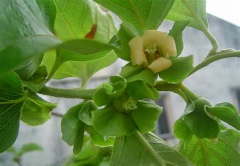 She cannot get rid of. Floras Lovers ... All About Gardening: Persimmon @ pisang ...