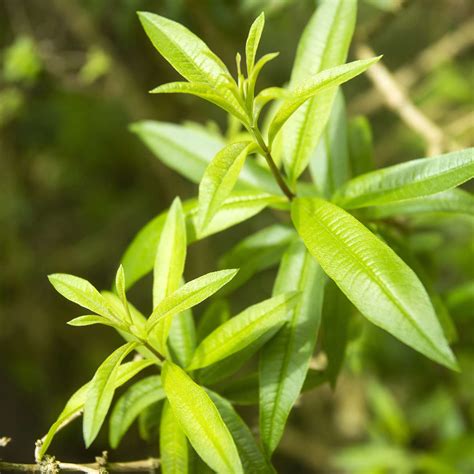 The leaves and flowering tops are used to make medicine. How to Grow and Care for Lemon Verbena