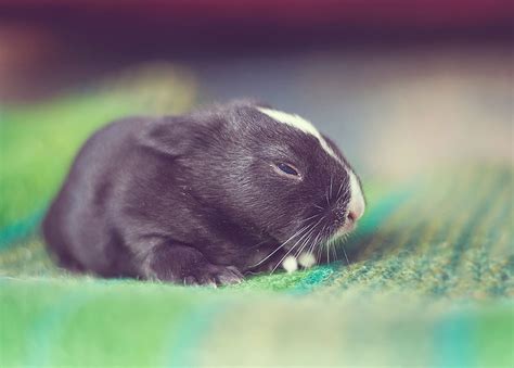 Photographer Documents His Baby Bunnies Growing Up For 30
