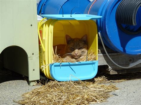 Feral Cat Shelter Feral Cat Shelter Outdoor Cat House Cat Shelter