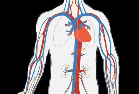 Significado De Sistema Circulatorio Qué Es Definición Y Concepto