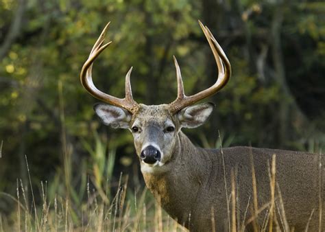 How Does Your Rack Measure Up How To Score Deer Antlers Safari Club