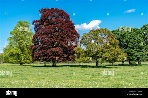 Copper Beech Tree Hi Res Stock Photography And Images Alamy