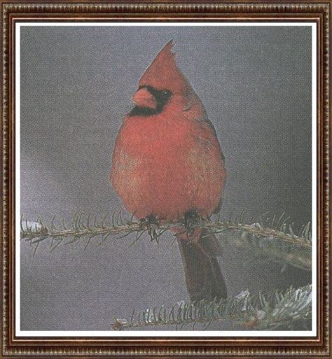 Northern Cardinal Cardinalis Cardinalis 홍관조 Image Only