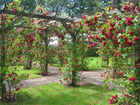 Beautiful Rose Flower Garden Photos