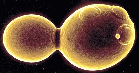 Biology Pictures Budding Yeast Picture