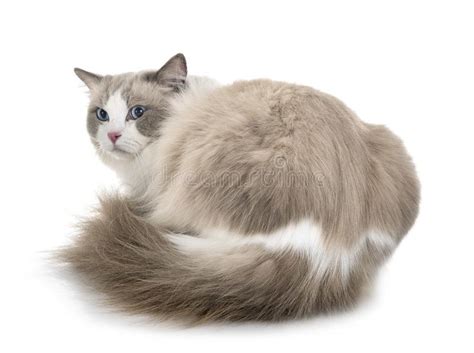 Ragdoll Cat In Studio Stock Photo Image Of Dress Fancy 132661900