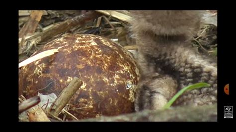 Dyfi Osprey 2352021 Third Egg Starts To Hatch Youtube