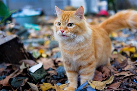 Types Of Orange Tabby Cats