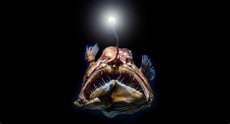 Deep-sea fish living in near-darkness have evolved incredible vision