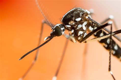 Asian Tiger Mosquitoes 101 Everything You Need To Know