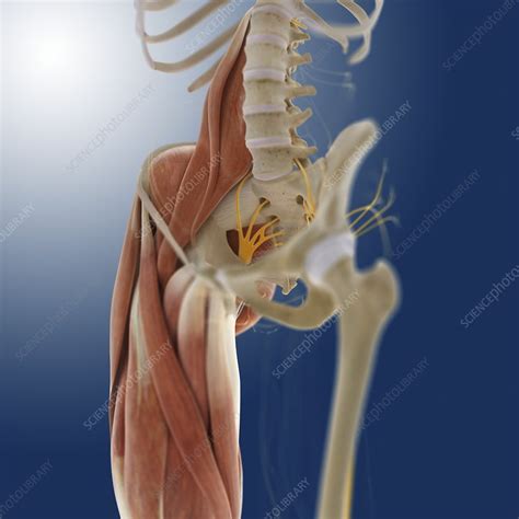 The image is available for download in high. Lower body anatomy, artwork - Stock Image - C014/5570 - Science Photo Library