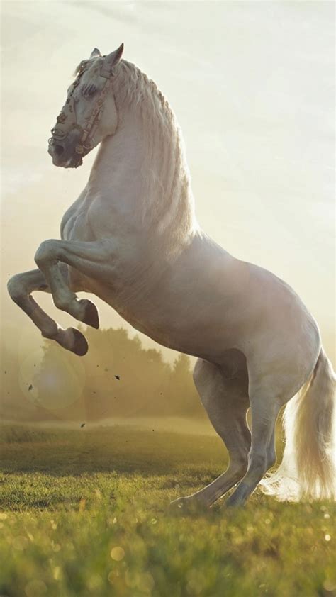 A Beautiful White Horse On The Field In The Sunlight Wallpaper Download