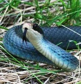 Black kingsnake (lampropeltis nigra) it's important to note that three very common nonvenomous alabama snakes, the scarlet snake, the scarlet kingsnake, and the red milk snake, look somewhat similar to the coral snake. Blue Racer | Pet snake, Snake, Snake facts