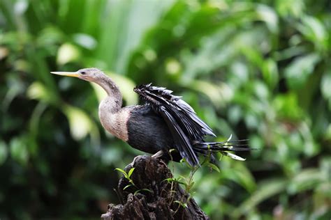 Instantes Alados Costa Rica Del Embarcadero La Pavona A Tortuguero