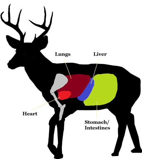 Awesome Deer Anatomy Pictures References