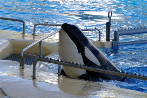 Norwegian Orca Morgan Gives Birth At Loro Parque Whale And Dolphin