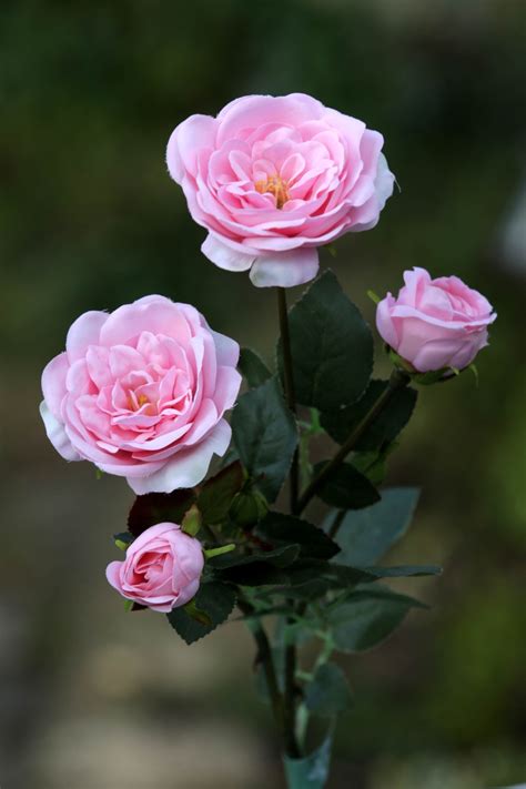 Mezu Silk Flowers Pale Pink Old English Spray Roses Uk