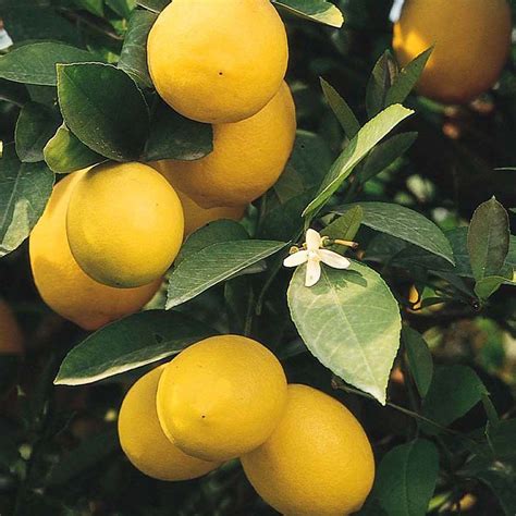 Dwarf Improved Meyer Lemon Tree Size