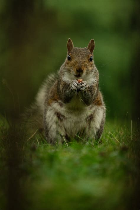 White And Brown Squirrel On Green Grass During Daytime Photo Free