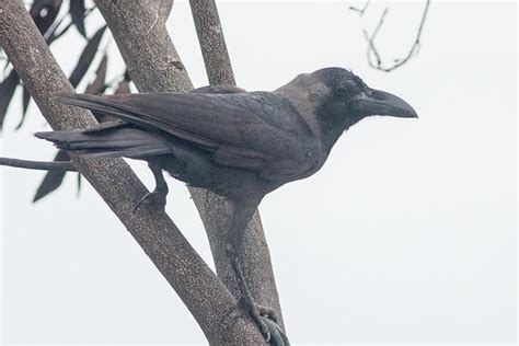 House Crow House Crow Corvus Splendens Melaka Malaysia Flickr
