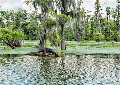 Alligator In Swamp Photograph By Patricia Hofmeester Fine Art America