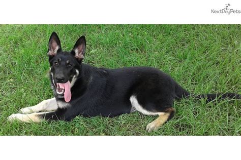 Brown German Shepherd Puppy For Sale Near Houston Texas 6e9d2c68 9391