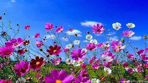 Pretty Spring Flowers Wallpapers Wallpaper Cave