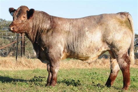 Photo Gallery Shorthorn Beef