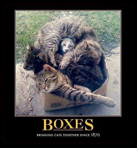 Pin By Amanda Burgin On Meme Big Cats In Boxes Cats Funny Cats