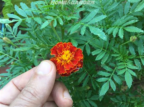 How to save marigold seeds. How To Grow Marigolds | Growing marigolds, Ornamental ...