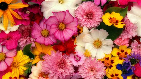 Our flowers include some of the most. Wallpaper Flowers background, many kinds, pink 5120x2880 ...