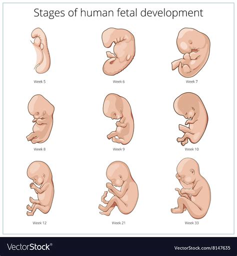 Ages 7 9 Ks2i Human Development Edchat