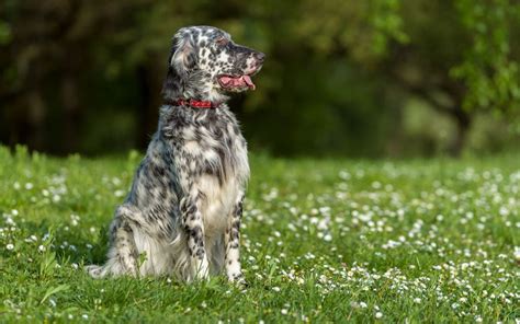 English Setter Puppies Breed Information And Puppies For Sale