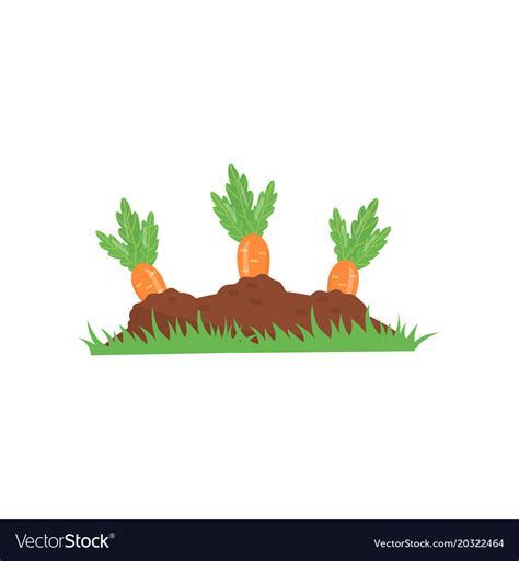 Carrot Growing From Ground Vegetable On Garden Vector Image