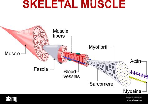 The Muscle Fiber And The Myofibril Hi Res Stock Photography And Images