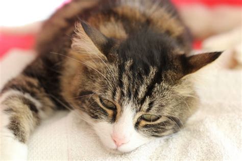Are your home goods and food threatening endangered species? Treating and Preventing Urinary Tract Problems in Cats ...